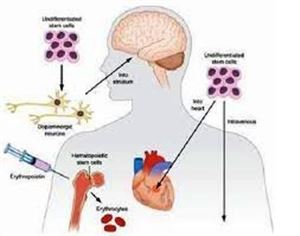 Nhiều ứng dụng “kinh ngạc” của tế bào gốc trong y học